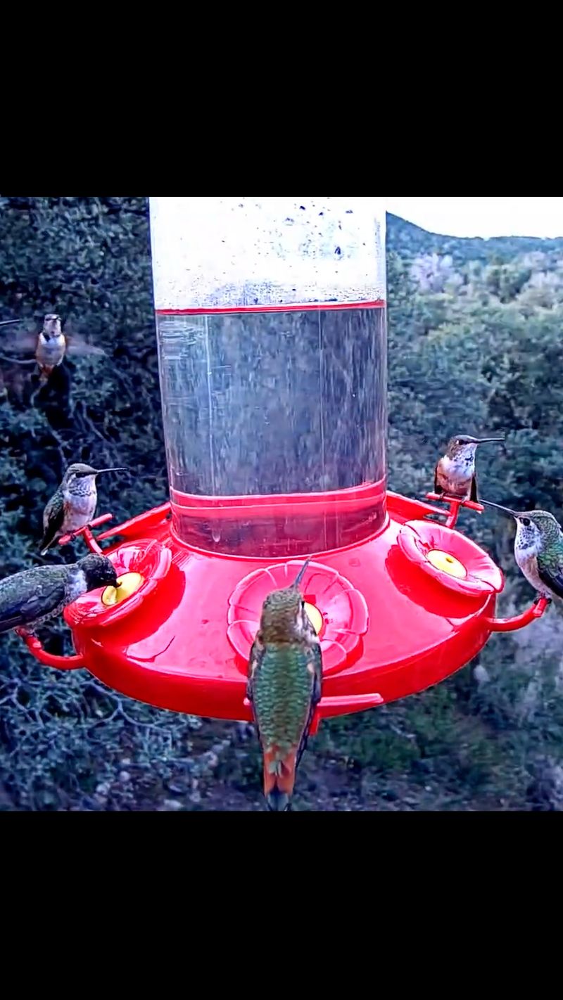 A crowded feeder gives a territorial bird one place to defend