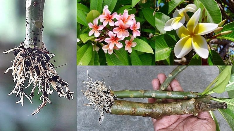 A cutting can preserve the plant you selected