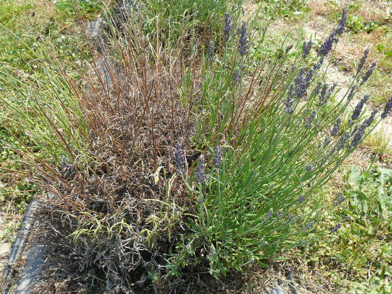 A dead lavender plant is not automatically rotten A dead lavender plant is not automatically rotten
