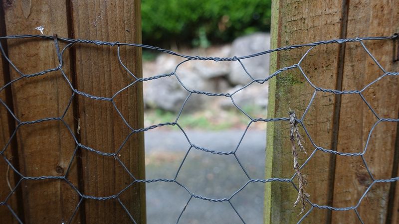 A den under a structure needs a careful response A den under a structure needs a careful response