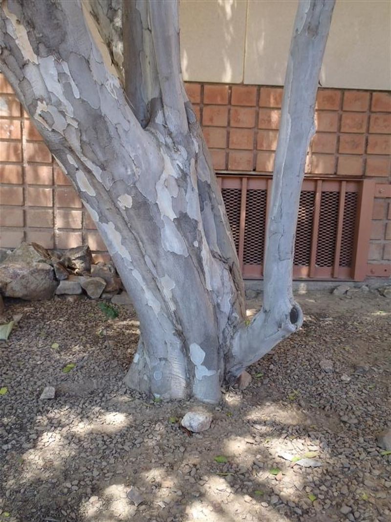 A distinctive native tree offers more than fruit A distinctive native tree offers more than fruit