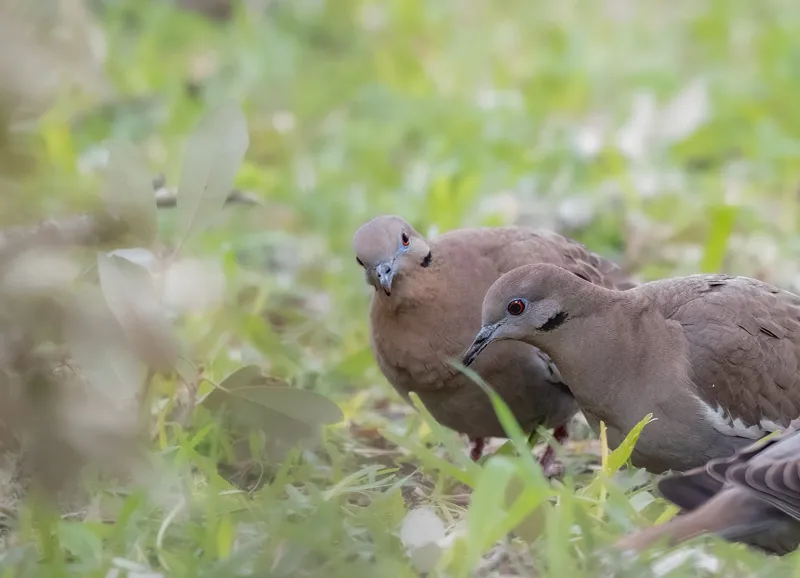 A dove’s presence points to usable habitat, not a perfect yard