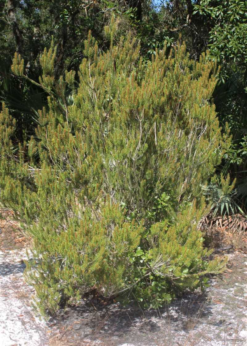 A dry-scrub native is not an automatic porch plant A dry-scrub native is not an automatic porch plant