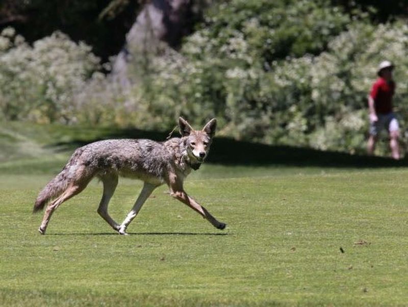 A dusk crossing can be ordinary coyote movement