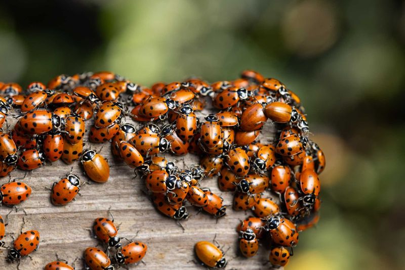 A fall cluster may signal seasonal behavior, not a yard problem
