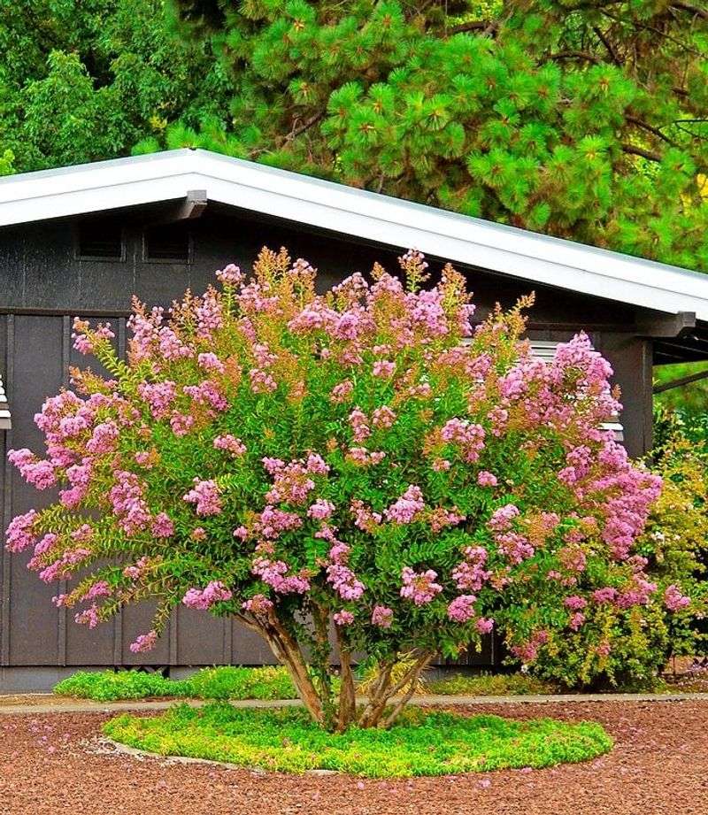 A fall cut is not known to erase next summer’s blooms