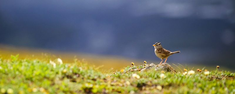 A fall flock marks a seasonal arrival, not a winter forecast