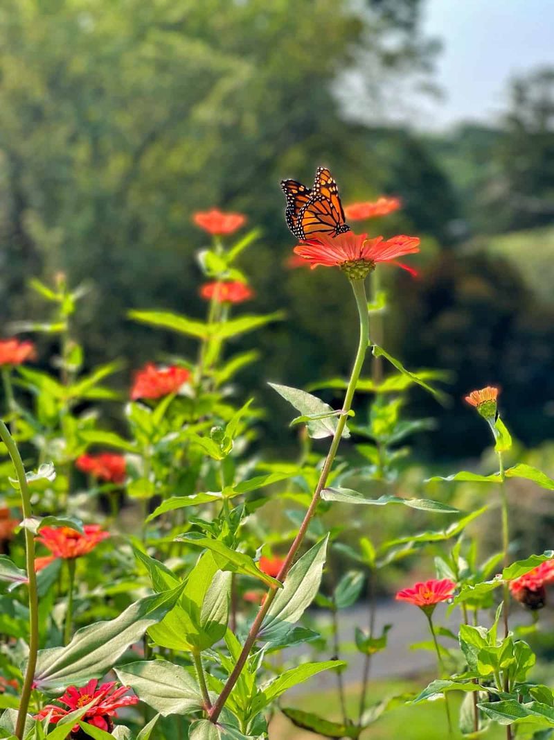 A fall garden can offer forage without guaranteeing a monarch visit A fall garden can offer forage without guaranteeing a monarch visit