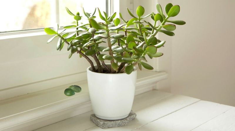 A fall move indoors can unsettle a jade plant A fall move indoors can unsettle a jade plant