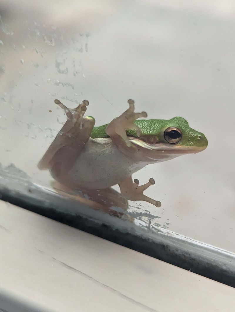 A fall sighting does not prove breeding or predict rain
