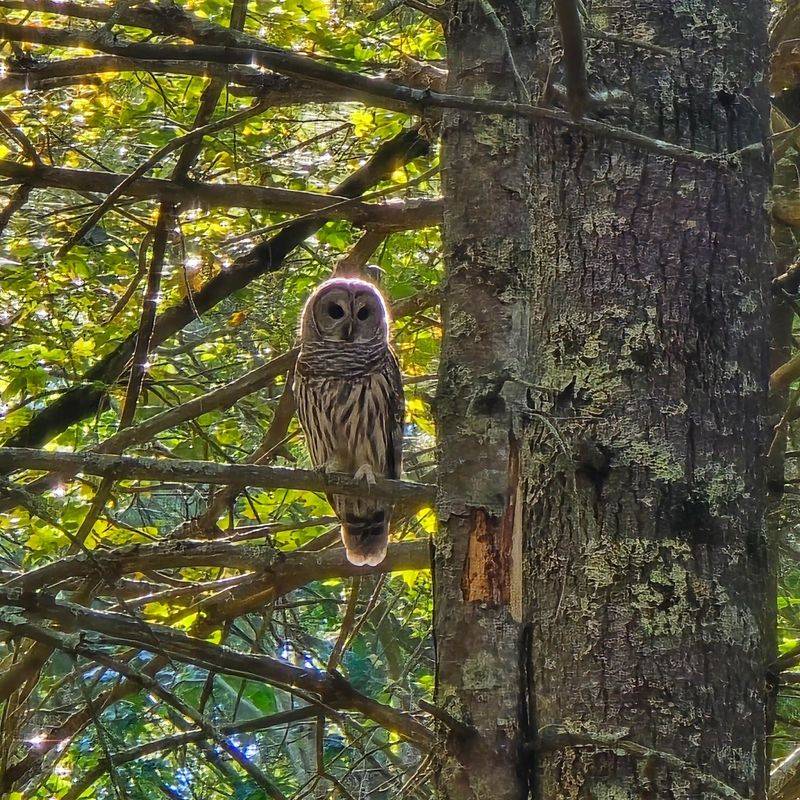 A fall sighting does not prove fall brought the owl A fall sighting does not prove fall brought the owl