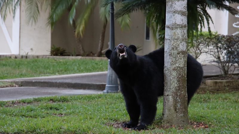 A fall sighting does not prove your yard caused it