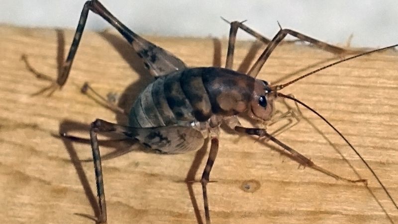A fall sighting is a habitat clue, not a foundation diagnosis