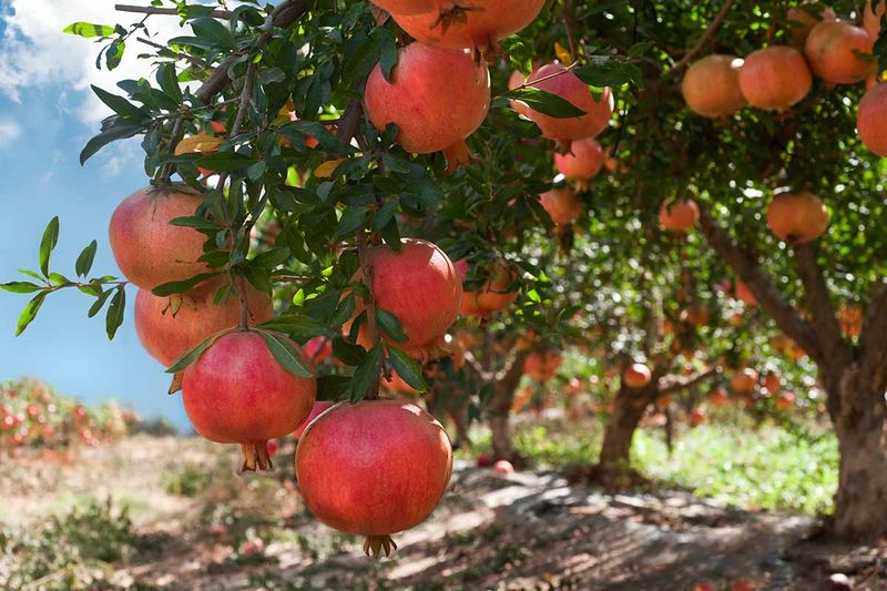 A fallen fruit is not automatically unripe