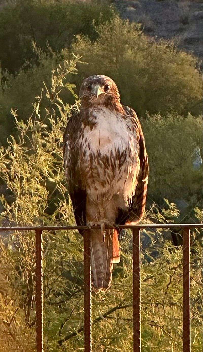 A familiar perch does not reveal the hawk’s purpose