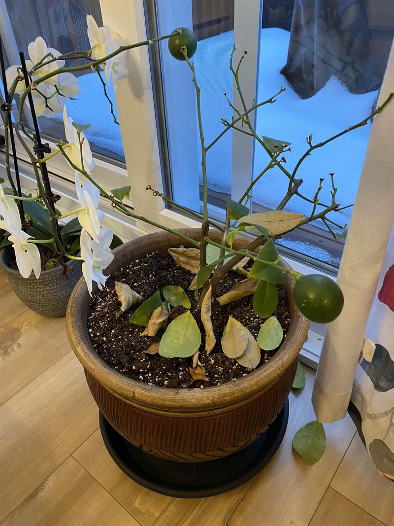A fast move indoors can contribute to leaf drop