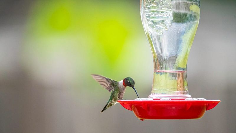 A feeder offers supplemental food A feeder offers supplemental food