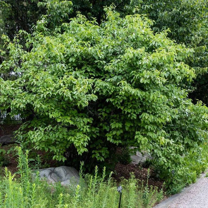 A fence line needs room for mature width