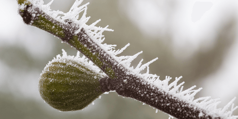 A first frost is not the same as fig-killing cold