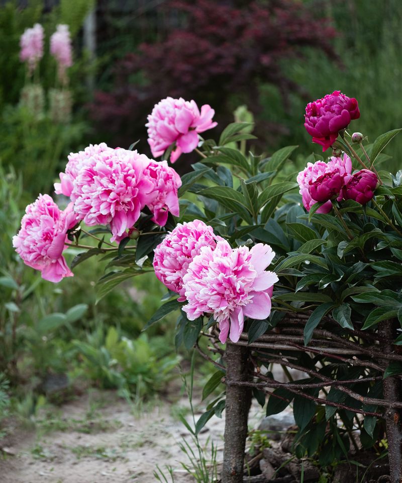 A floppy flower stem may simply need support A floppy flower stem may simply need support