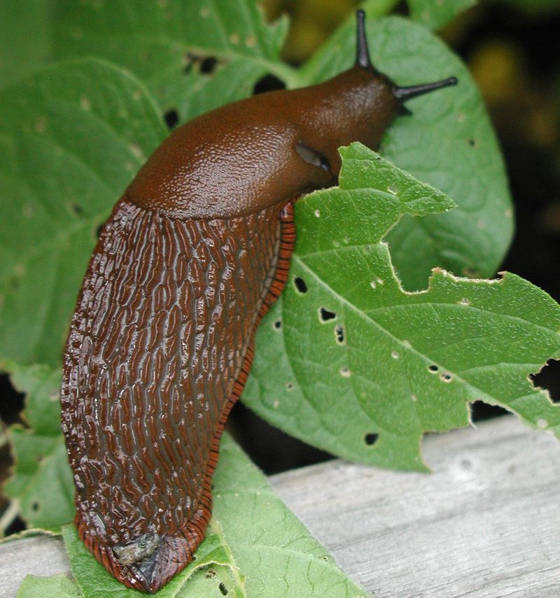 A frog’s diet does not prove garden pest control