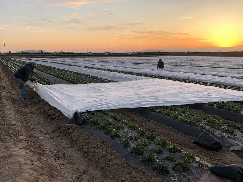 A frost cover offers limited, short-term protection A frost cover offers limited, short-term protection