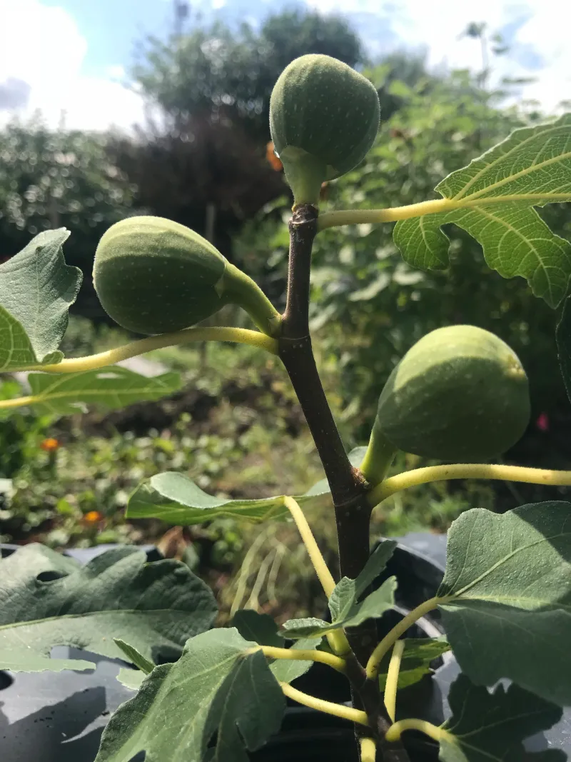 A frost forecast changes what is worth harvesting