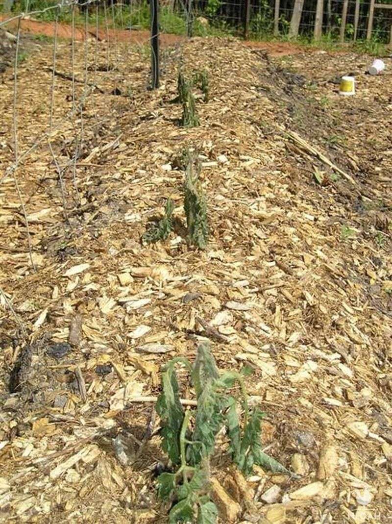 A frost-killed vine changes what you should do next