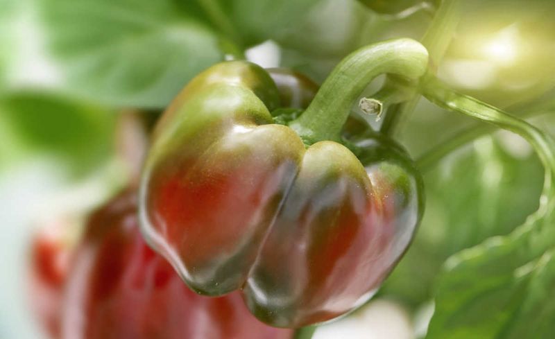 A full-sized pepper may still need weeks to color A full-sized pepper may still need weeks to color