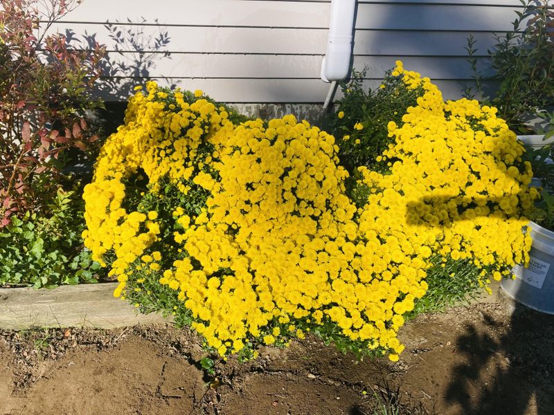 A garden mum is not a winter guarantee