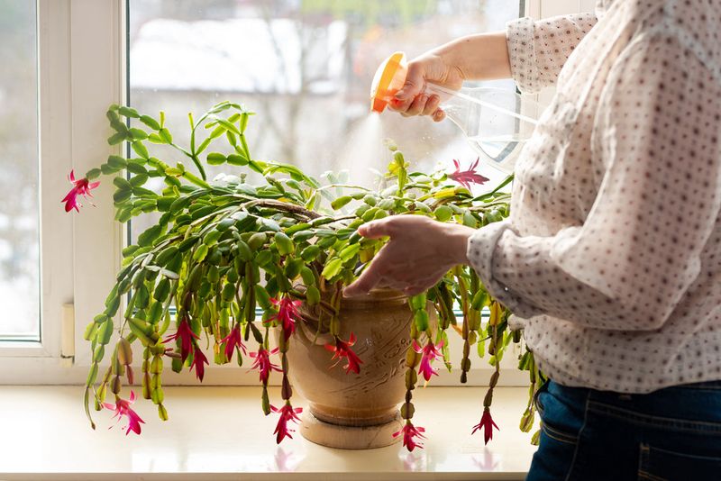 A gentler watering routine is a start, not a guarantee