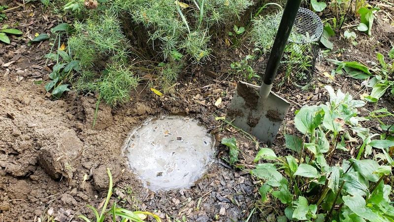 A good planting spot improves the odds