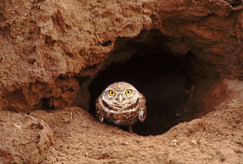A ground-squirrel burrow can shelter a different animal