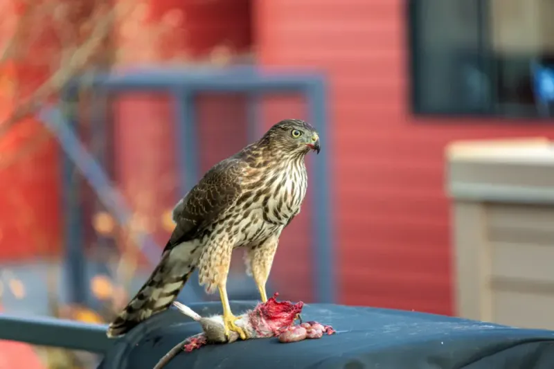 A hawk on the ground may be eating, not injured A hawk on the ground may be eating, not injured