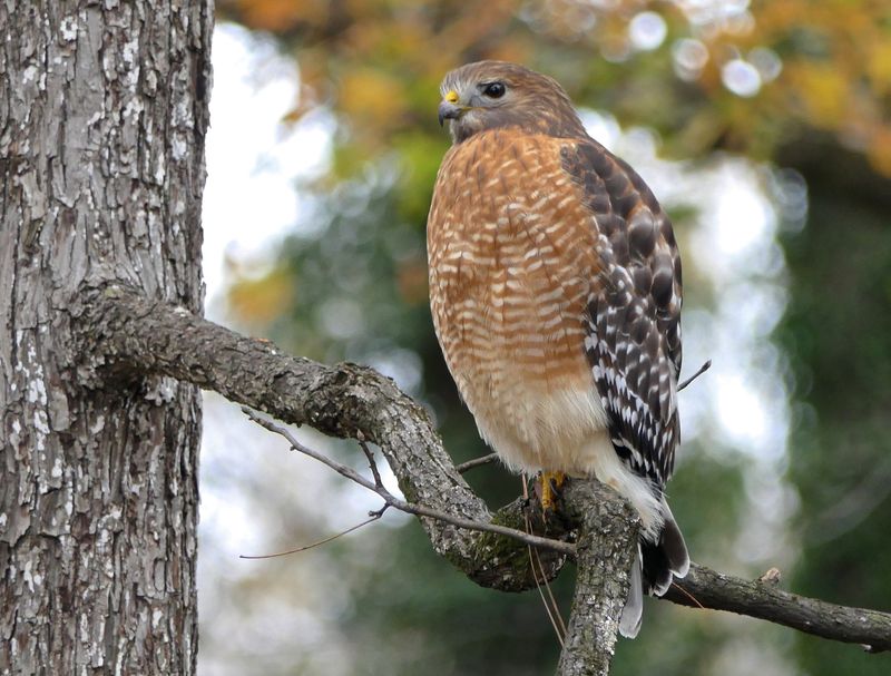 A hawk’s return is not, by itself, a reason to fear for pets
