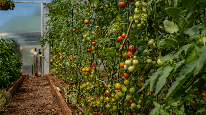 A heavy crop is not a proven explanation