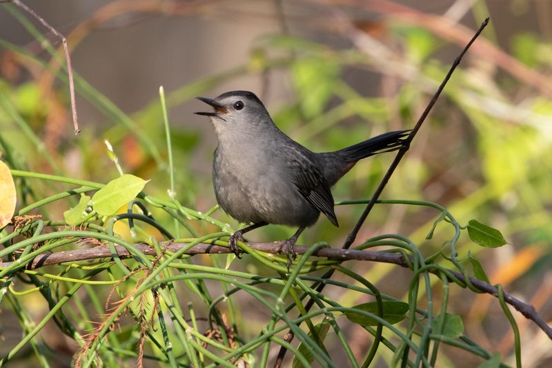 A hedge can provide cover, insects, and fruit