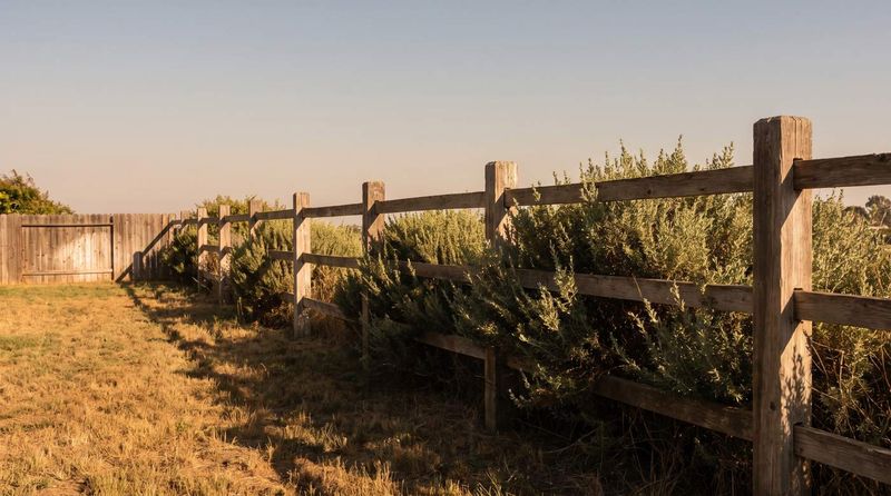 A hedge on your land can still fall under the spite-fence law