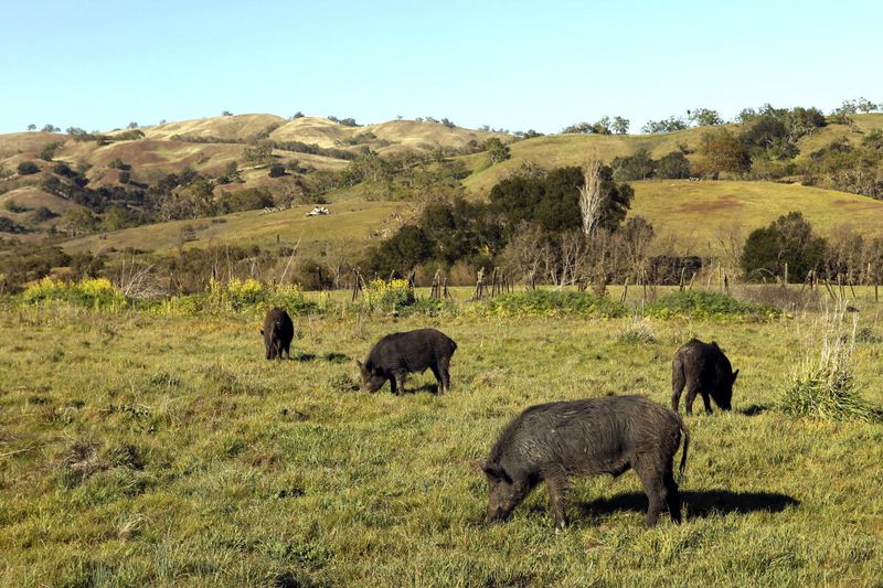 A hog’s menu shifts with what is available A hog’s menu shifts with what is available