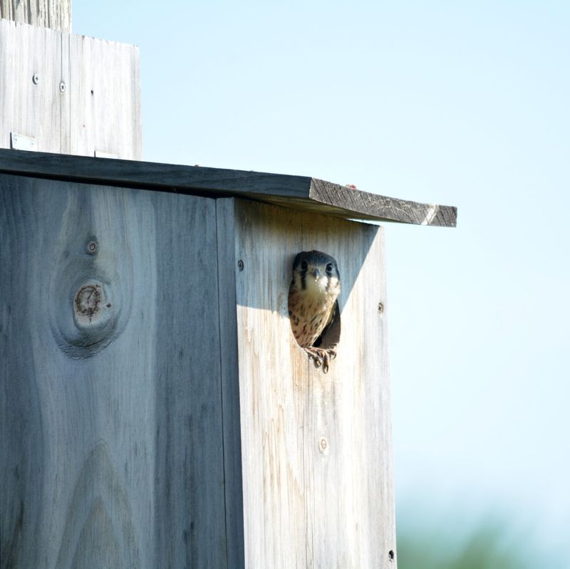 A hunting perch is not a nest box