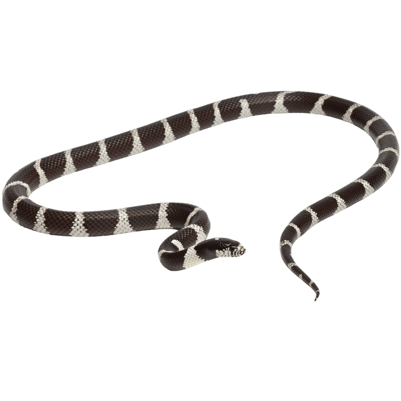A kingsnake cannot guarantee a safer yard A kingsnake cannot guarantee a safer yard