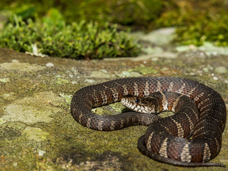 A kingsnake sighting cannot predict copperhead activity