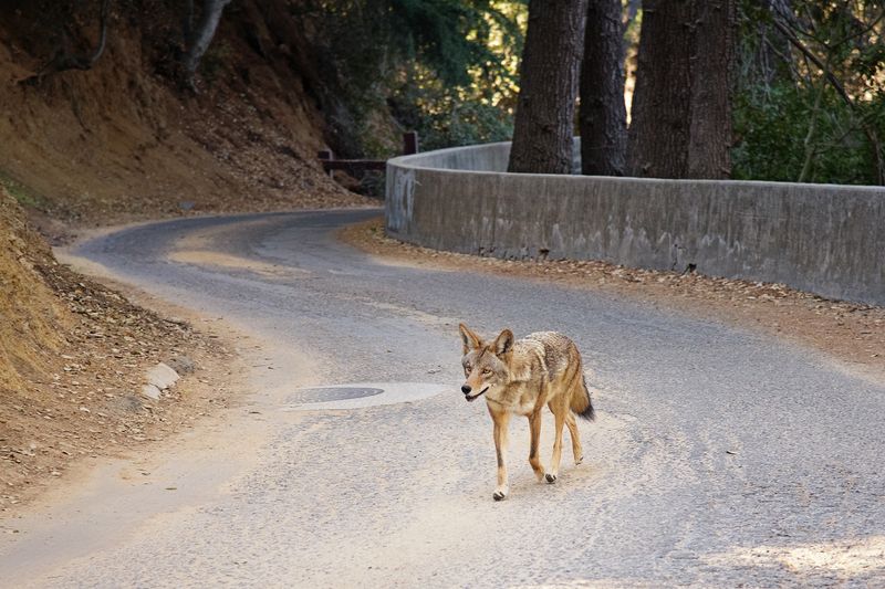 A late-fall sighting does not prove winter hunger