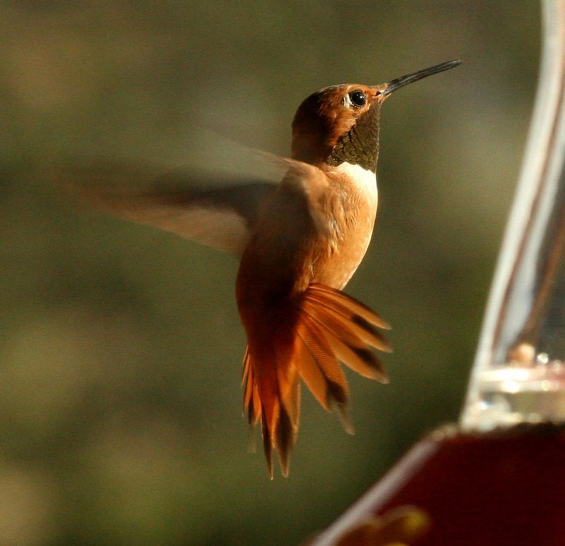 A late visitor is not always headed farther south