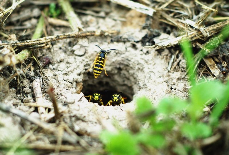 A lawn hole alone does not identify a nest A lawn hole alone does not identify a nest