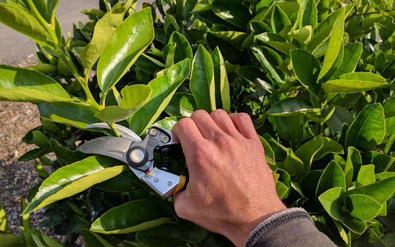 A leafy canopy is not a reason for hard pruning