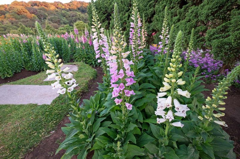 A leafy first-season rosette can be right on schedule
