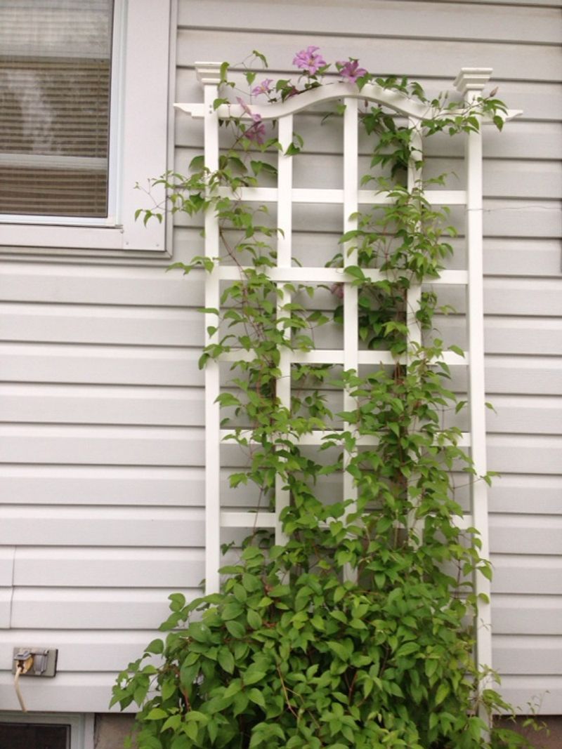 A leafy vine can miss flowers for other reasons