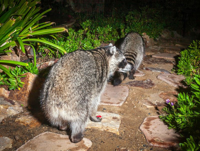 A less inviting yard may still see an occasional raccoon