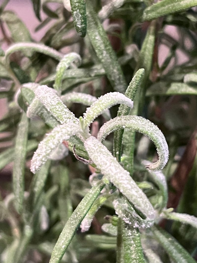 A light frost is not the same as a damaging freeze